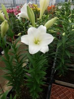 [5141 Global Justice Mak No01.JPG]